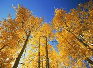 Autumnal Prints: Grove of aspen trees in autumn