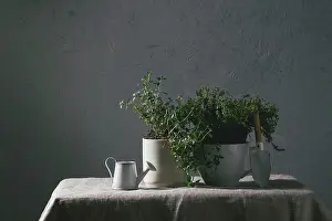 Projects Prints: Grünzeug aus dem Küchengarten Kitchen table potted gardening greens variety of thymes in white mug over grey linen