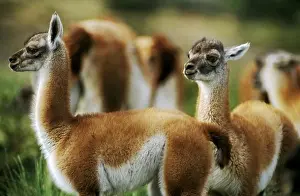 Trips Prints: GUANACOS (Lama guanicoe) babies in TORRES DEL PAINE NATIONAL PARK - PATAGONIA, CHILE