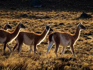Tracking Prints: Guanacos (Lama guanicoe), Torres del Paine National Park, Patagonia, Chile