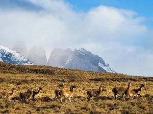 Tracking Prints: Guanacos (Lama guanicoe), Torres del Paine National Park, Patagonia, Chile