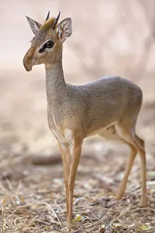 East Africa Prints: Guenther's Dik-dik (Madoqua guentheri) adult male
