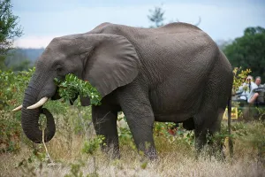 Ivory Prints: guests on game drive watching Elephant (Loxodonta africana)