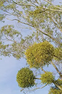 Woody Plant Prints: Gui balls on a tree Lorraine France