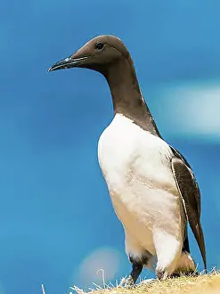Seabirds Prints: Guillemot (Uria Aalge) in habitat