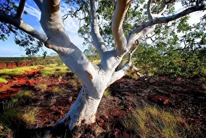 National Park S Prints: A gum tree (Eucalyptus sp.), on Constance Range