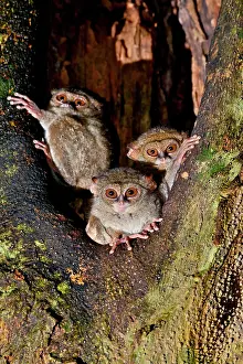 Chordate Prints: Gurskys spectral tarsier Tarsius spectrumgurskyae (sp)