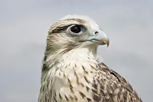 Captive Prints: Gyrfalcon Falco rusticolus X Lanner falcon Falco biarmicus