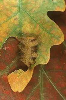 Arthropod Prints: Hag Moth Caterpillar aka Monkey slug (Phobetron pithecium)