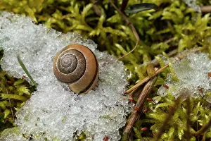Warme Prints: Hain ligament snail, ligament snail