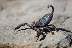 Namibia Prints: A hairy thick-tailed scorpion, (Parabuthus villosus) in the desert, Namibia