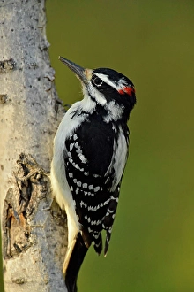 Adapted Prints: Hairy woodpecker (Picoides villosus)