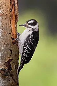 Focusing Prints: Hairy woodpecker Picoides villosus, female, Lac Le Jeune, British Columbia, Canada
