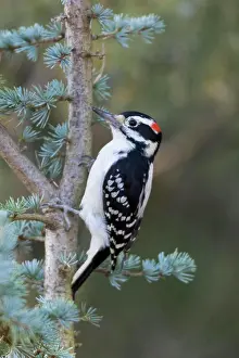 Richard And Susan Day Prints: Hairy Woodpecker (Picoides villosus) male on Blue Atlas Cedar, Marion County, Illinois