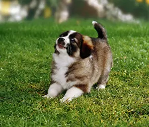 Plays Prints: half breed puppy (5 1, 2 weeks) - invitation to play