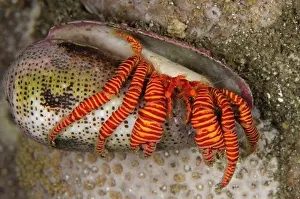 Maritime Prints: Halloween Hermit Crab (Ciliopagurus strigatus) adult