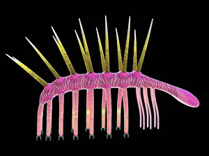 Extinct Prints: Hallucigenia marine invertebrate, computer illustration