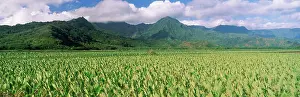 Vast Prints: Hanalei Valley, Hawaii
