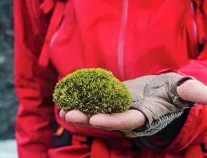 Hand holding a glacier mouse, a ball of naturally occurring moss found on the glaciers in Iceland