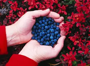 Blueberries Prints: Handful of freshly picked blueberries