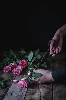 Cutting Prints: Hands of unrecognizable person cutting leaves from pink roses