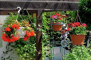 Embellished Prints: Hanging geraniums as a hanging basket plant with begonias