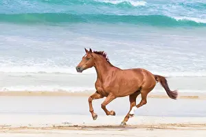 Equidae Prints: Hanoverian Horse. Chestnut gelding galloping on a beach. New Zealand