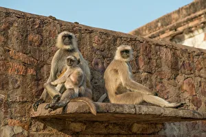Hanuman Langur Presbytis entellus group perched on wall Ranthambhore Rajasthan India