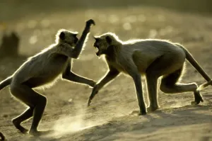 Umaria Prints: Hanuman langurs (Semnopithecus entellus) fighting playfully