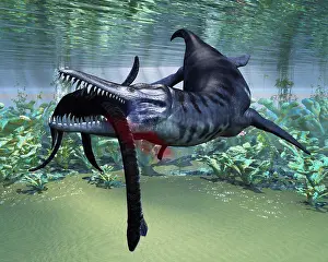 Toughness Prints: A hapless Plesiosaurus becomes a meal for the much larger Liopleurodon aquatic reptile