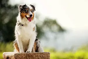 Domestic Dogs Prints: Happy dog sitting on a rock