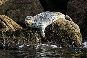 Pinniped Prints: Harbor seal (Phoca vitulina), Resurrection Bay, Kenai Fjords National Park, Alaska, USA