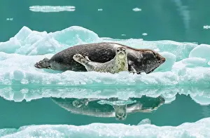 Animal Prints: A harbor seal and pup find refuge from predators on an iceberg