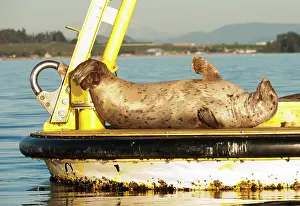 Coast Prints: Harbour seals Phoca vitulina richardsi lounge on a buoy in Saanich Inlet on Vancouver Island