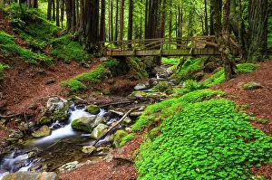 Hike Prints: Hare Creek and redwoods, Limekiln State Park, Big Sur, California, Usa