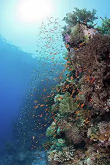 Corals Prints: Harem flagfish on the reef (Pseudanthias squamipinnis), St. Johns, Red Sea, Egypt, Africa