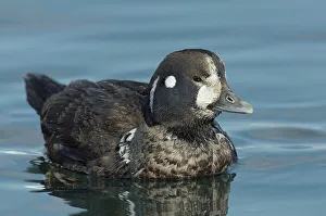 The Natural World Prints: Harlequin Duck (Histrionicus histrionicus) Hokkaido