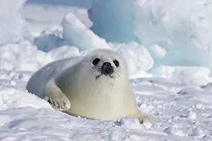 Frozen Prints: Harp seal (Pagophilus groenlandicus)