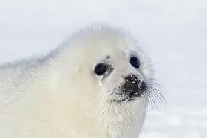 Frozen Prints: Harp seal (Pagophilus groenlandicus)
