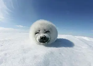 Swimming Animal Prints: Harp seal pup (Phoca groenlandica) lying on snow, Greenland