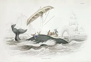 Engraved Image Prints: Harpooning a Greenland Whale which has tossed one of the attacking boats