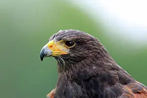 Adult Animal Prints: Harris's Hawk (Parabuteo unicinctus), adult, captive, Germany, Europe