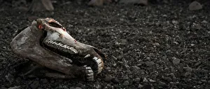 Roger De La Harpe Prints: Hartmann's mountain zebra (Equus zebra hartmannae) skull