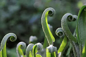 Fern Prints: Hart's Tongue Fern crosiers Lorraine France