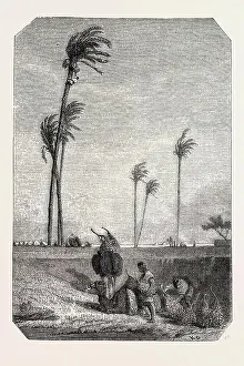 Engraved Image Prints: Harvest dates in Egypt, painting by Karl Girardet. engraving 1855