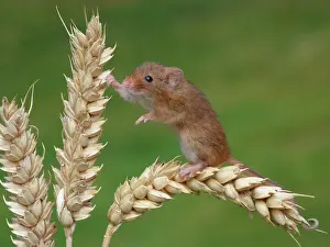 Crops Prints: Harvest Mouse (Micromys minutus) adult