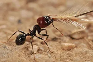 Afrasia Prints: Harvester ants carrying a twig in the nest Var France