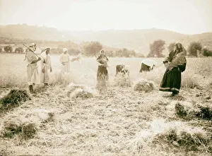 Palestine Prints: Harvesting and threshing floor scenes in the story of Ruth & Boaz 1898