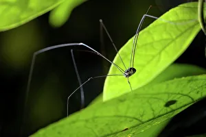 Arthropod Prints: Harvestman (Arachnida: Opiliones: Laniatores) in montane mossy heath forest