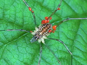 Alps Prints: Harvestman (Opiliones sp.) adult